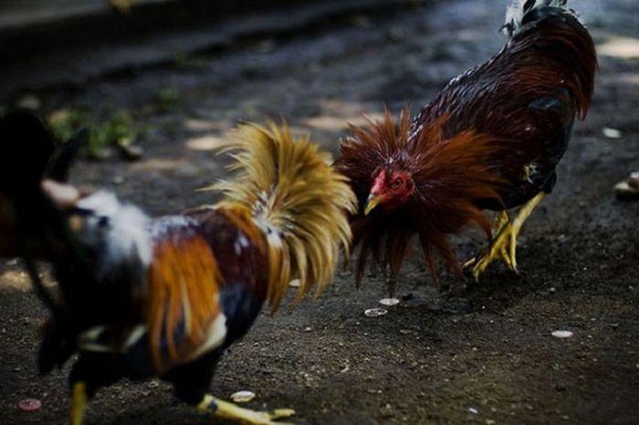 Trik Gacor Sabung Ayam dalam Slot Online: Paling Lengkap